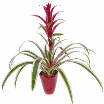 Pleasure Flowers - Guzmania Purple And Stripe