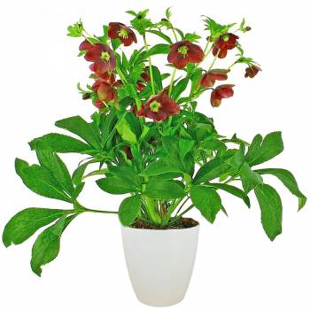 Plant - Pink Hellebore Victoria