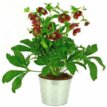 All products - Pink Hellebore Victoria
