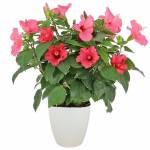 hibiscus-2