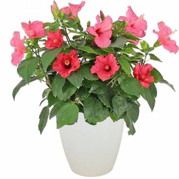 Planta com flores - Hibisco