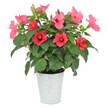 Plante fleurie - Hibiscus