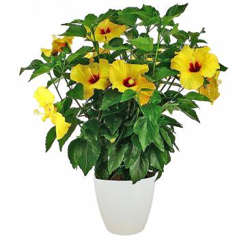 Flowering plant - Yellow Hibiscus