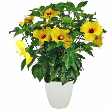 Flowering plant - Yellow Hibiscus