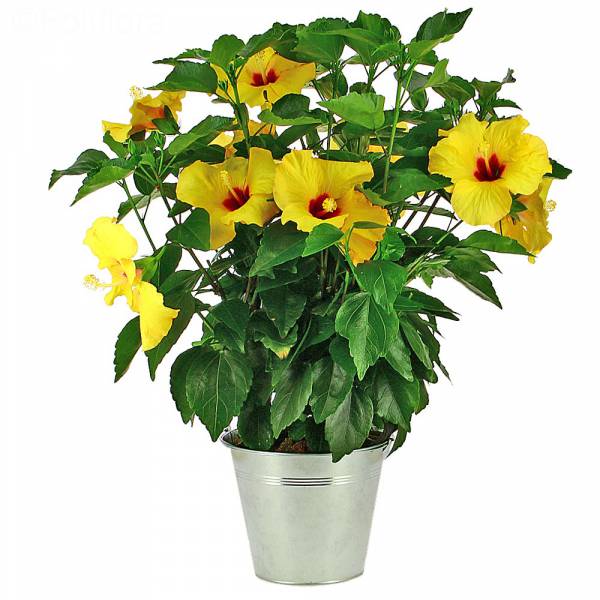 Hibiscus Jaune