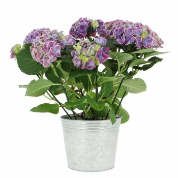 Plante fleurie - Hortensia Bleu