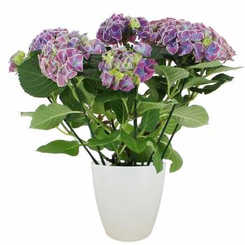 Bloeiende plant - Blauwe Hortensia