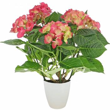 Bloeiende plant - Roze Hortensia