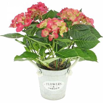 All products - Pink Hydrangea