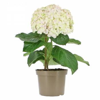 Flowering plant - Hydrangea Stem