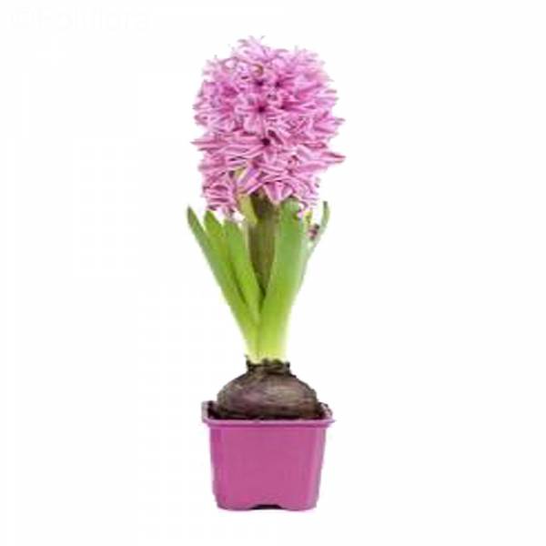 FREE Hyacinth