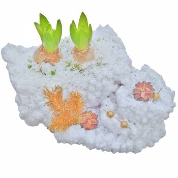 Flowering plant - Christmas hyacinths