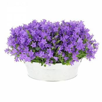 Flowering plant - Campanula planter