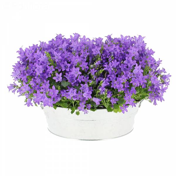 Jardinera de campanula