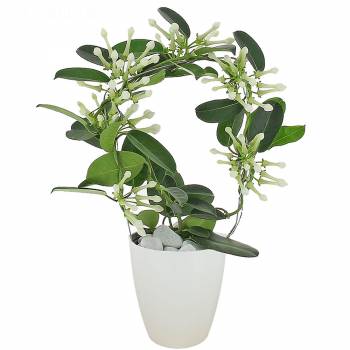 Plante fleurie - Jasmin  de Madagascar