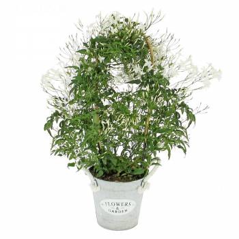 Plante fleurie - Jasmin d'hiver