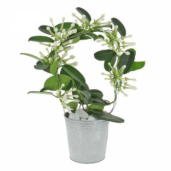 Flowering plant - Madagascar jasmine