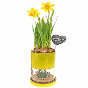 For Pleasure - DAFFODIL 