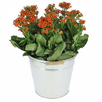 Flowering plant - Kalanchoe Queen