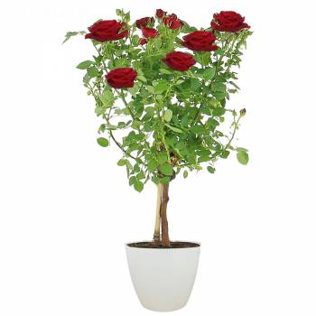 Planta com flores - A roseira