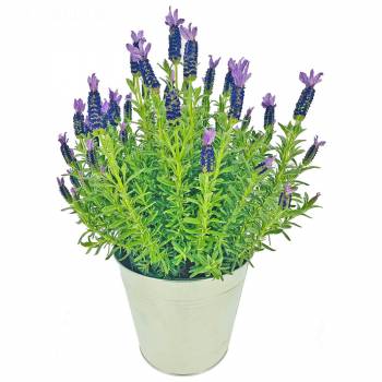 Flowering plant - Lavender