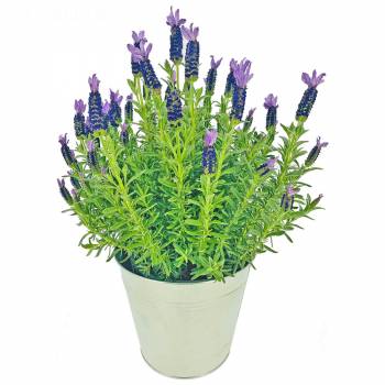 Plante fleurie - Lavande