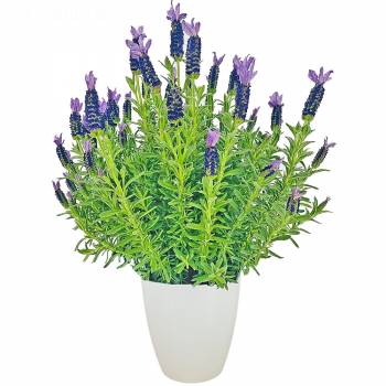 Bloeiende plant - Lavendel
