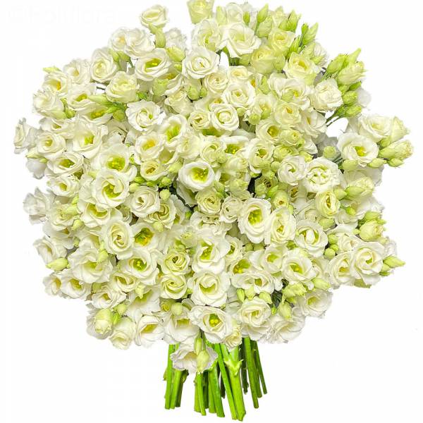 Lisianthus Blancs