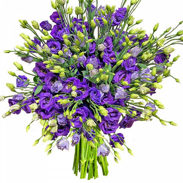 Lisianthus Intense Blue