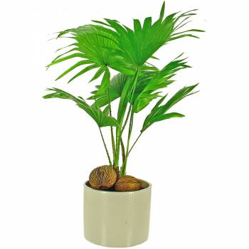 Green plant - Livistona Rotundifolia