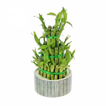Plante - Bambou porte-bonheur