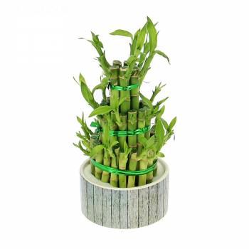 Green plant - Lucky bamboo