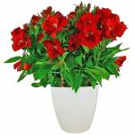 lys-des-incas-alstromeria-1