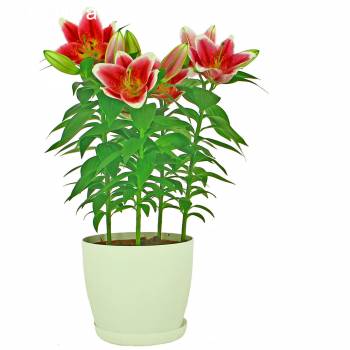Plante fleurie - Lys en pot