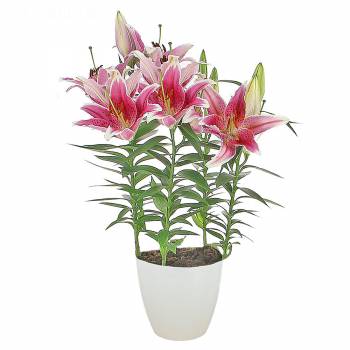 Pleasure Flowers - Lily in pot