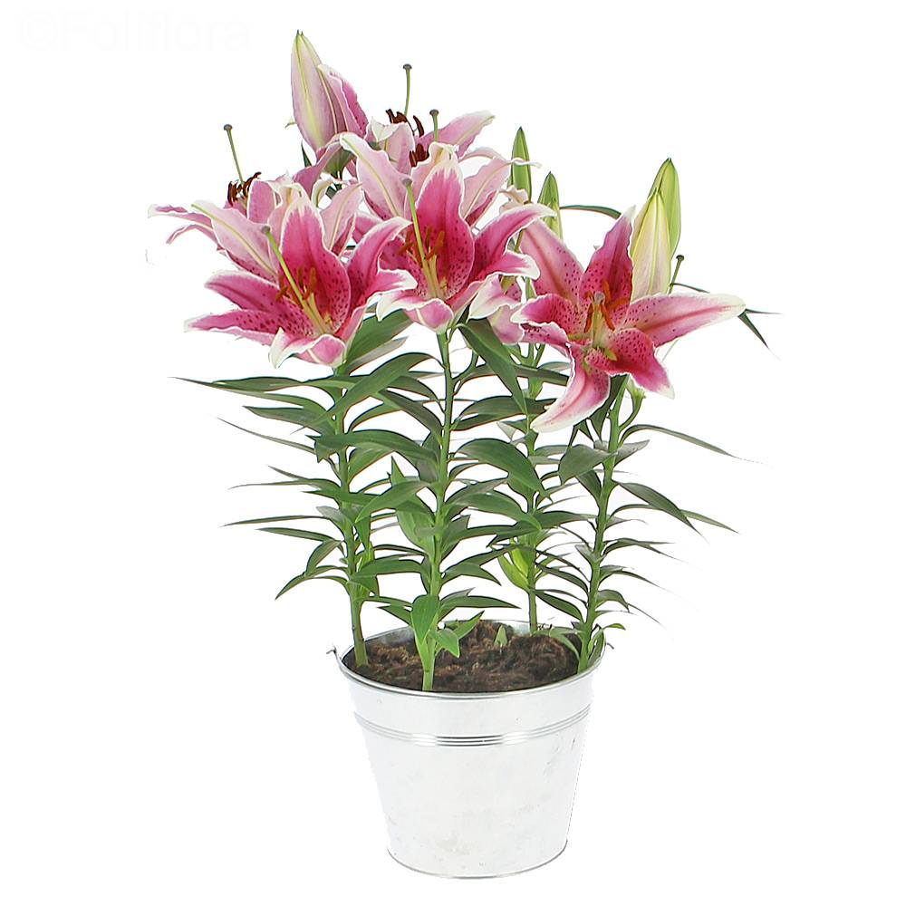 Delivery lily in pot - Flowering plant - Foliflora