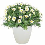 marguerites-de-printemps