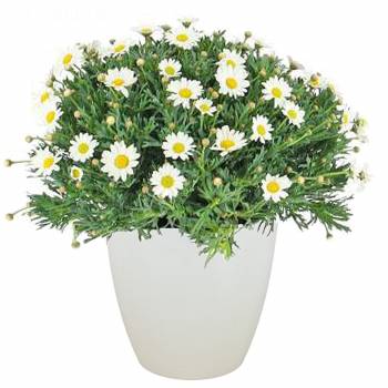 Plante - Marguerites de printemps