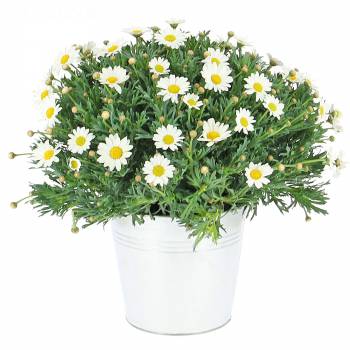 Flowering plant - Spring daisies