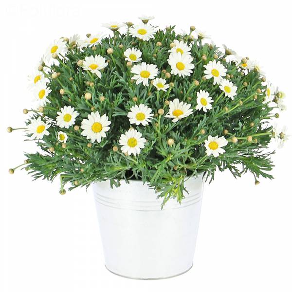 Spring daisies