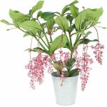 medinilla-magnifica