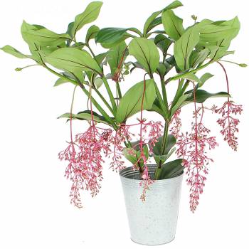 Plante fleurie - Medinilla magnifica
