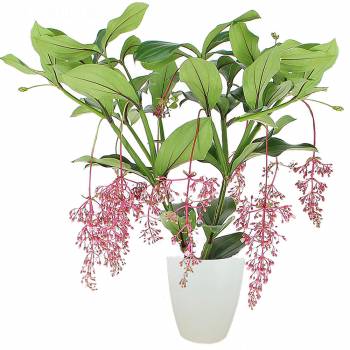 Flowering plant - Medinilla magnifica