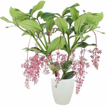 Plant - Medinilla magnifica