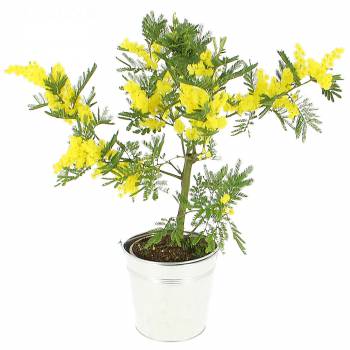 Flowering plant - Mimosa in pot