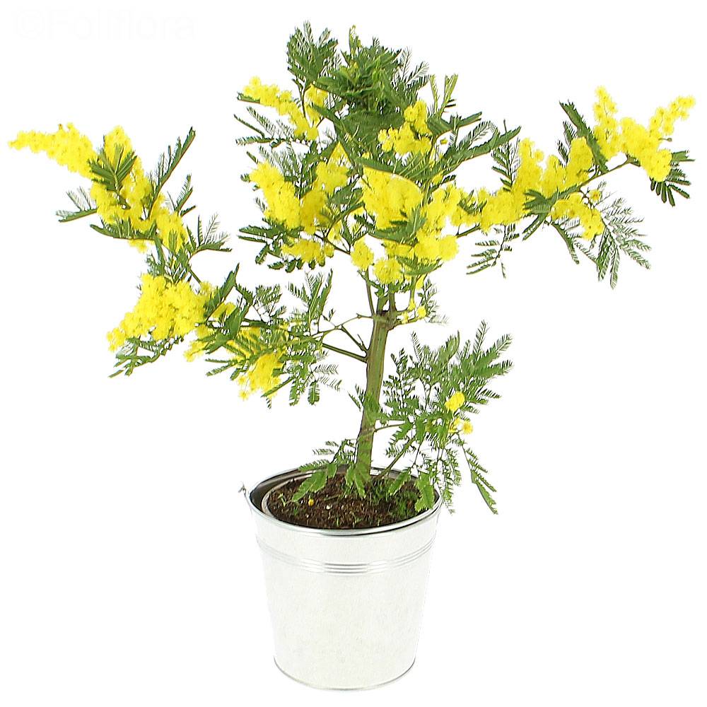 Livraison mimosa en pot - Plante fleurie - Foliflora