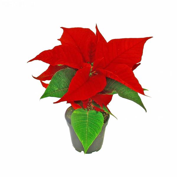 Petit Poinsettia OFFERT