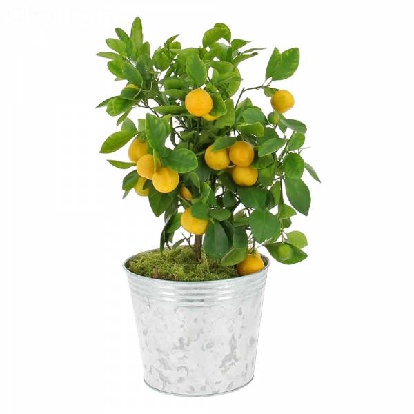 Mon Oranger Ne Fleurit Pas Livraison mon bel oranger - Fruitier - Foliflora