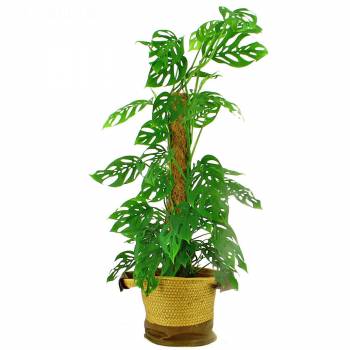 Rare Plants - Monstera Obliqua