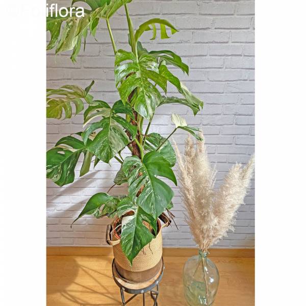 Bunte Monstera